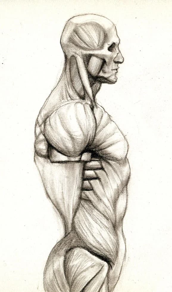 Pencil study of the neck, shoulder and chest muscles seen from the side